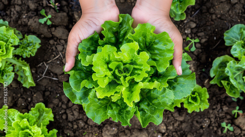 green salad in hands