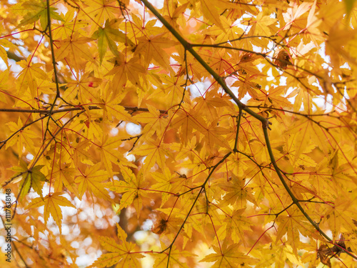 鮮やかに色づく紅葉01