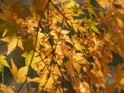 鮮やかに色づく紅葉01