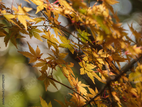 鮮やかに色づく紅葉01 photo