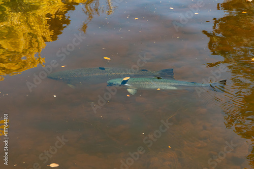 Large Atlantic salmon swimming in a river