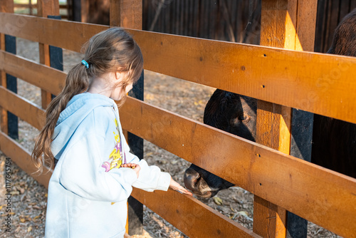 A girl at a petting zoo interacts with a bull.  photo