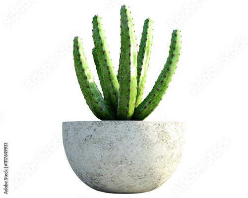 a cactus in a pot photo