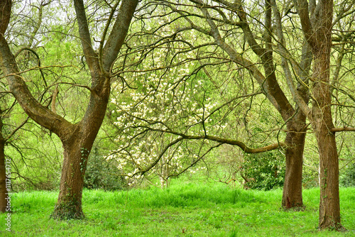 Versailles; France - april 7 2024 : Arboretum de Chevreloup