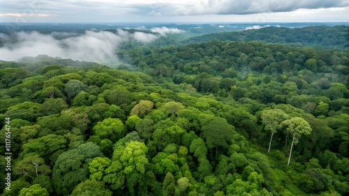 forest in the mountains