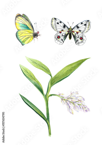 Nature set botanic
