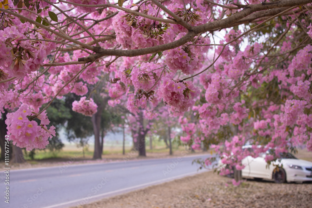 Pink Trumpet trees in full bloom at Kasetsart University (Kamphaeng San) Nakhon Pathom, Thailand. Pink Trumpet trees in full bloom at Kasetsart University (Kamphaeng San) Nakhon Pathom, Thailand.