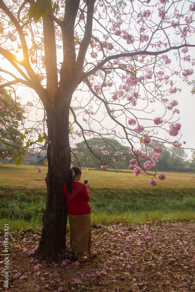 Pink Trumpet trees in full bloom at Kasetsart University (Kamphaeng San) Nakhon Pathom, Thailand. Pink Trumpet trees in full bloom at Kasetsart University (Kamphaeng San) Nakhon Pathom, Thailand.