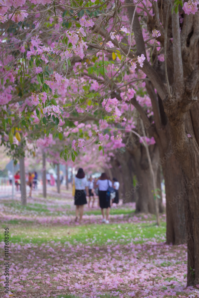 Pink Trumpet trees in full bloom at Kasetsart University (Kamphaeng San) Nakhon Pathom, Thailand. Pink Trumpet trees in full bloom at Kasetsart University (Kamphaeng San) Nakhon Pathom, Thailand.