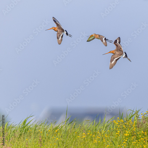 Foto Godwits in territorial fight
