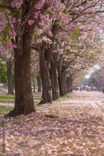 Pink Trumpet trees in full bloom at Kasetsart University (Kamphaeng San) Nakhon Pathom, Thailand. photo