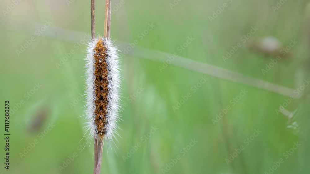 hairy caterpillar with morning dewdrops hairy caterpillar with morning dewdrops