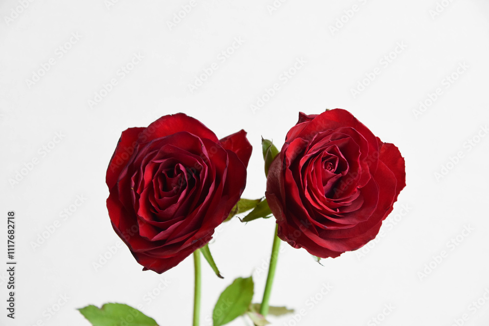 赤い薔薇 赤い薔薇