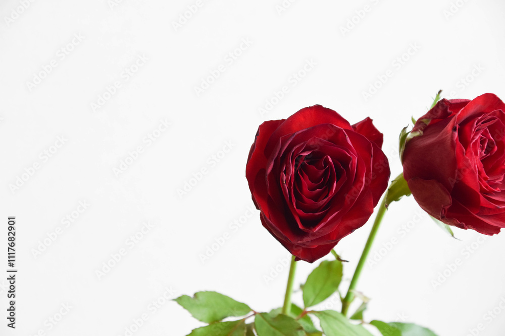 赤い薔薇 赤い薔薇