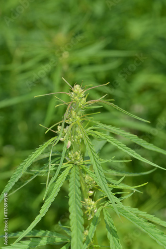 Kulturhanf,  Hanf, Cannabaceae, Cannabis sativa photo