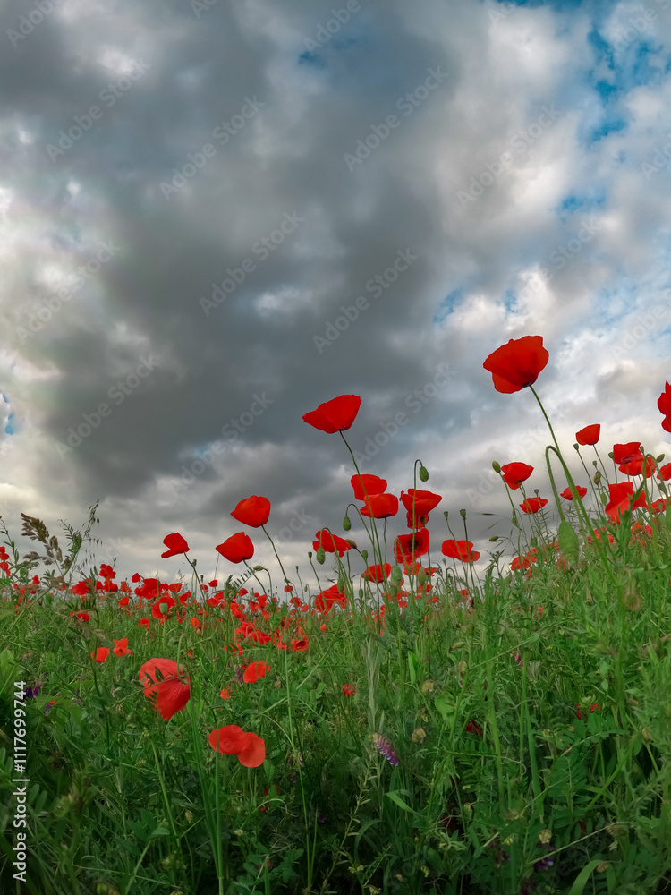 Obraz premium Red poppies blooming in full season. Field of colorful flowers known as Papaver rhoeas.