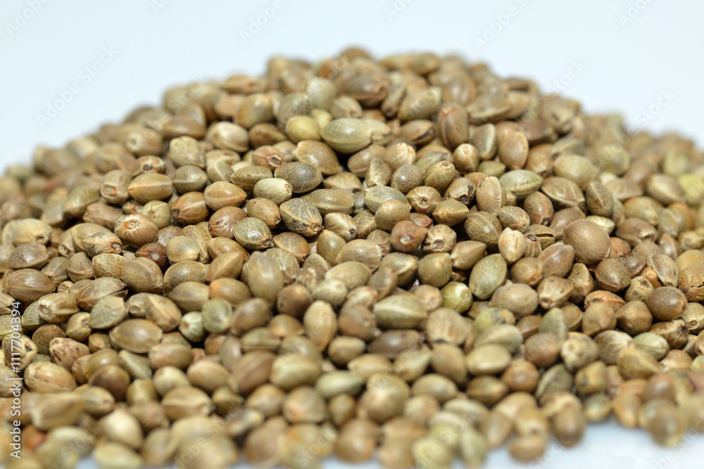 Kulturhanf, Hanf, Cannabaceae, Cannabis sativa Kulturhanf, Hanf, Cannabaceae, Cannabis sativa