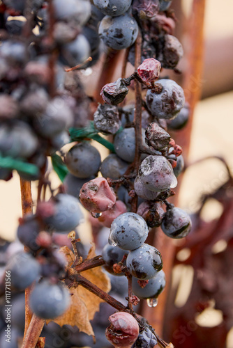 grapes on a branch left until frost to be used in making ice wine. photo