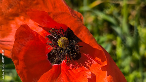blooming red wild poppy flower close up