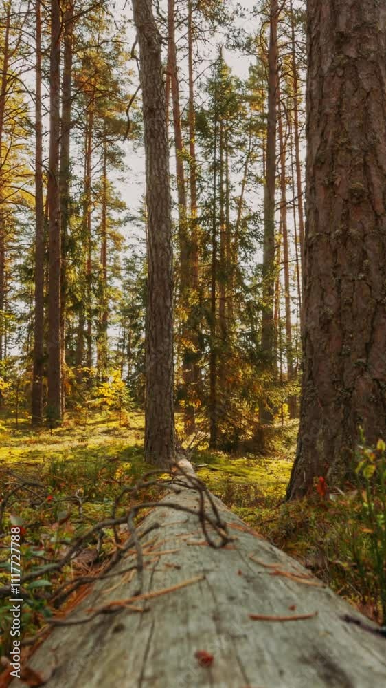Time Lapse. Beautiful Sunset Sun Sunshine In Sunny Autumn Forest. Sunlight Sunrays Shine Through Woods In Forest Landscape. View From Fallen Tree Trunk. Belarus, Berezinsky Biosphere Reserve. Time Lapse. Beautiful Sunset Sun Sunshine In Sunny Autumn Forest. Sunlight Sunrays Shine Through Woods In Forest Landscape. View From Fallen Tree Trunk. Belarus, Berezinsky Biosphere Reserve.