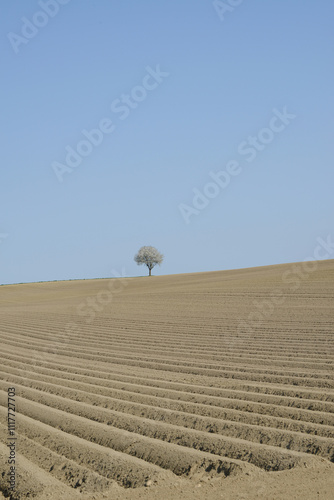 Kartoffel, Kartoffeln, vor Auflauf photo