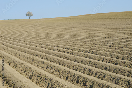 Kartoffel, Kartoffeln, vor Auflauf photo