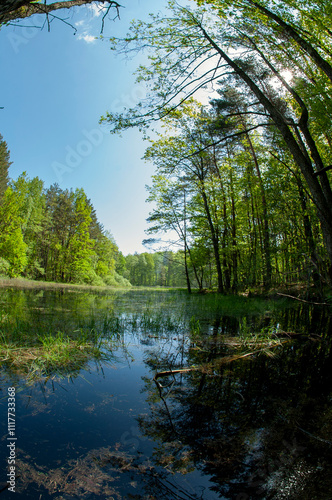 Green forest reflected in the calm water of the lake, beauty in nature.