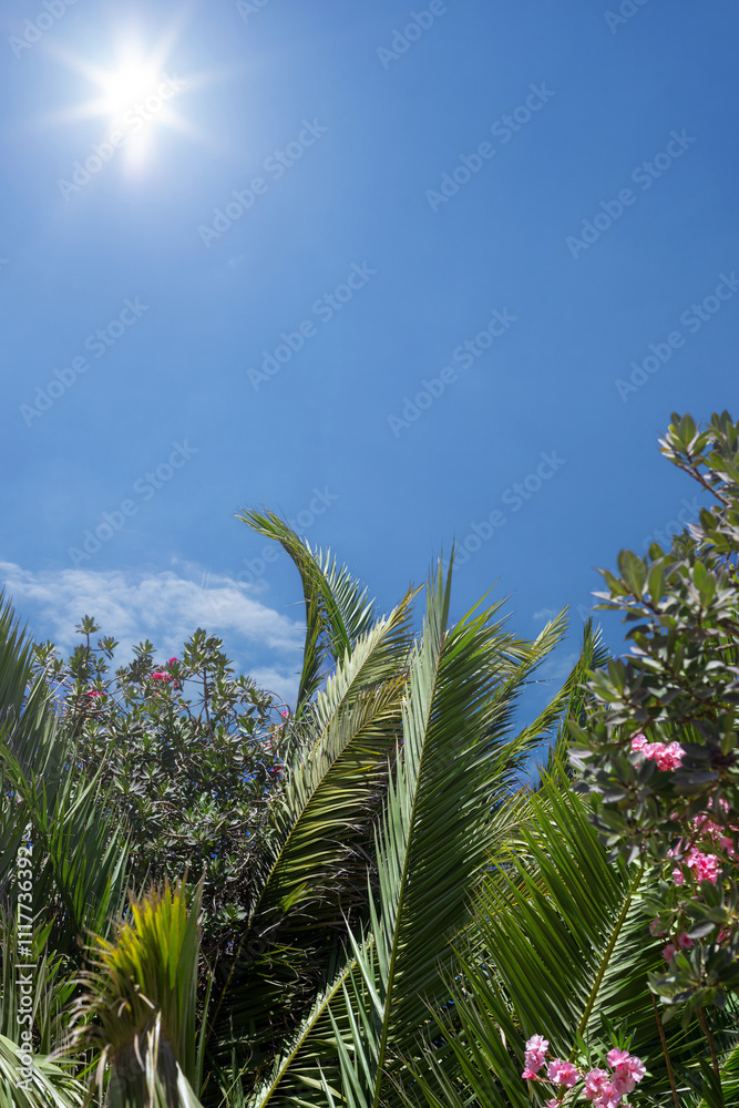 Palm Leaves and Flowers Under Bright Sunlight Palm Leaves and Flowers Under Bright Sunlight