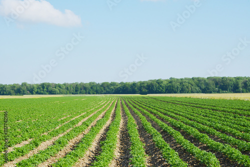 Kartoffel, Kartoffeln vor Reihenschluß photo