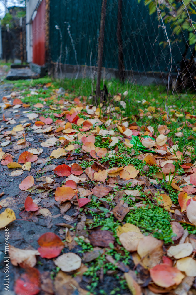 Obraz premium A picturesque autumn scene featuring a mix of colorful fallen leaves in shades of red, yellow, and orange scattered on a damp ground. The background includes a fence and a hint of greenery
