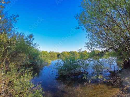 Summer landscape with a delta and a quiet lake reflecting a willow in the water. Natural habitat for numerous wild species in the environment. The wonderful green nature in all its splendor