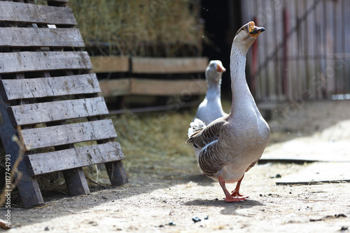 Schilderij op canvas Two geese are walking around the yard of a farm