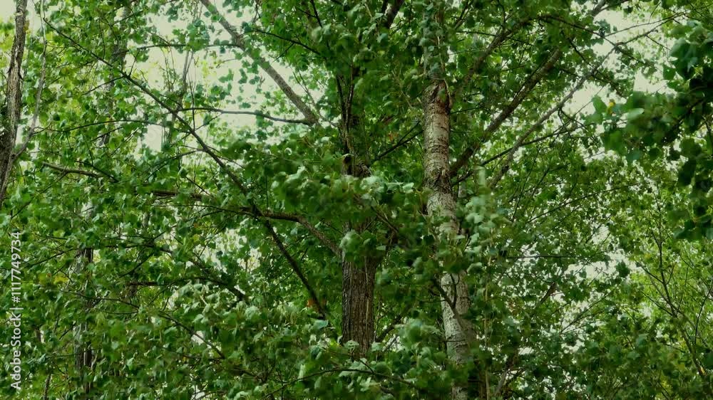 Silver birch trees blowing in a windy storm Silver birch trees blowing in a windy storm