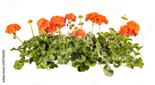 Row of blooming geranium flowers photo