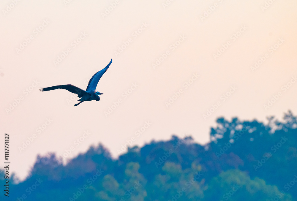 Naklejka premium Great blue heron flying high, Harrison Bay State Park, Tennessee