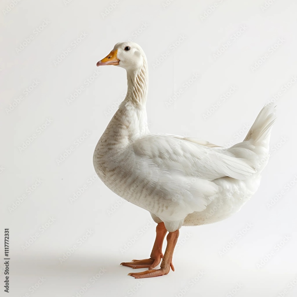 white goose on the beach White Background Generative AI. white goose on the beach White Background Generative AI.