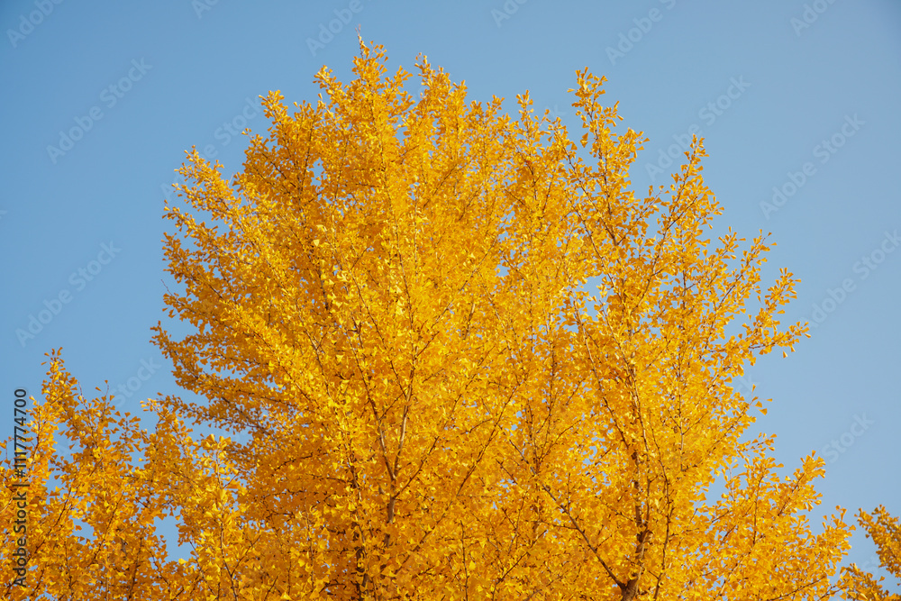 Fototapeta premium Ginkgo Tree in Autumn Park