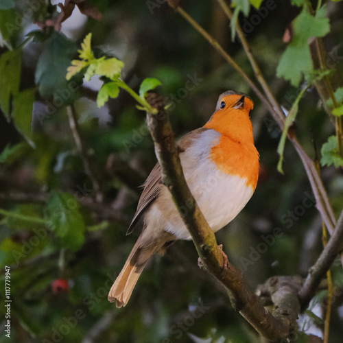 robin on a branch