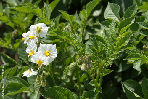 Kartoffel,  Kartoffeln, Kartoffelblüte photo