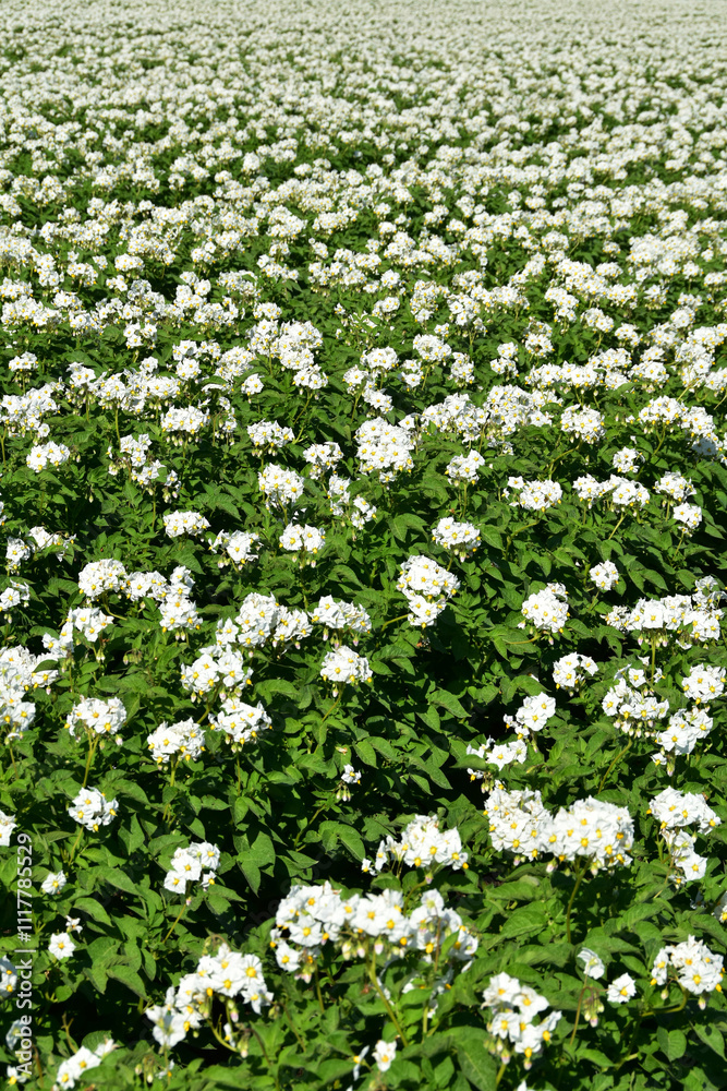 Kartoffel, Kartoffeln, Kartoffelblüte Kartoffel, Kartoffeln, Kartoffelblüte