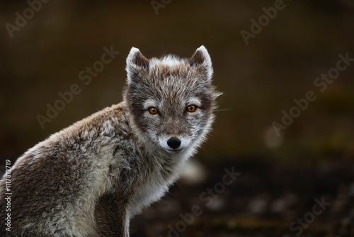 Polar fox