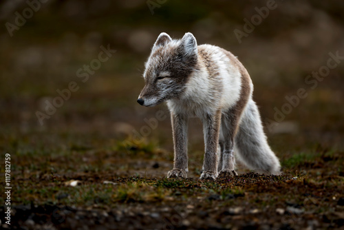Polar fox