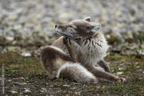 Polar fox