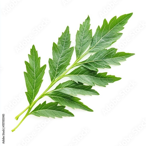 Fresh common Ragweed leaf (Ambrosia artemisiifolia) isolated on white background photo