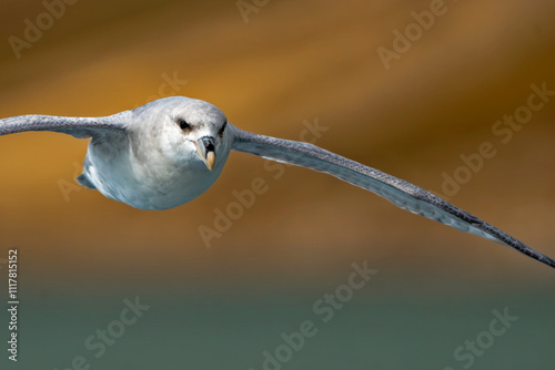 seagull
