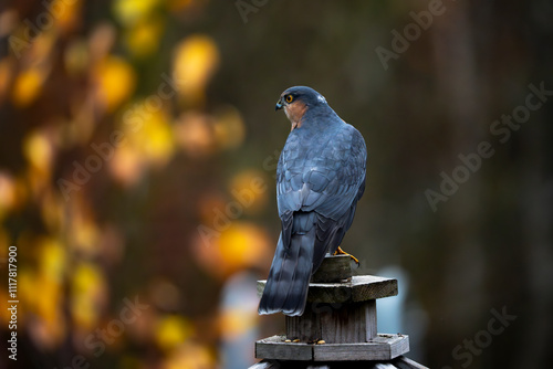 sparrowhawk