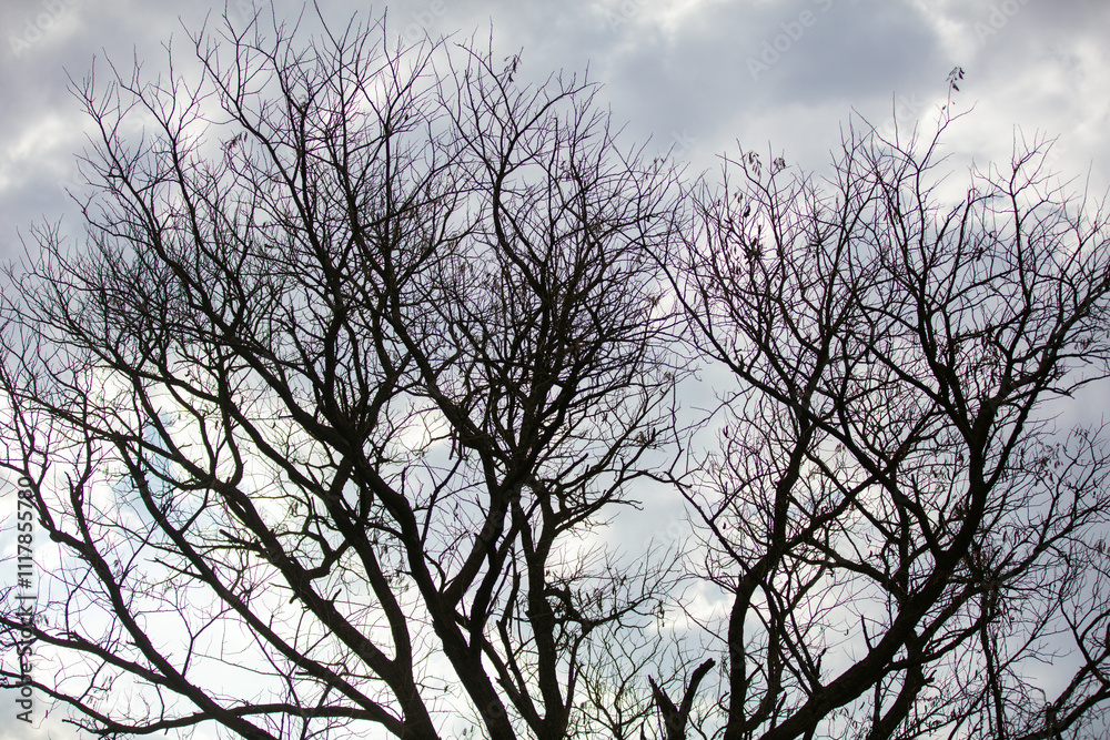 Bare tree branches, cloudy sky background, deciduous plants in African savannah Bare tree branches, cloudy sky background, deciduous plants in African savannah