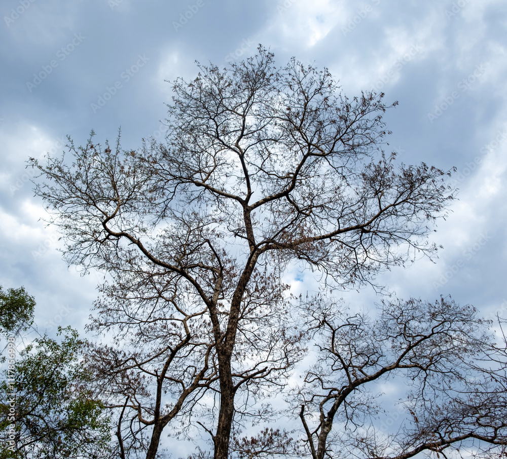 Bare tree branches, cloudy sky background, deciduous plants in African savannah Bare tree branches, cloudy sky background, deciduous plants in African savannah