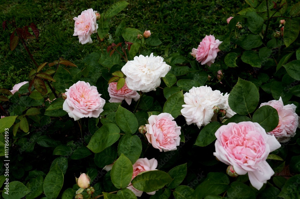 Lush green rose bush adorned with an abundance of soft pink and white roses in full bloom Lush green rose bush adorned with an abundance of soft pink and white roses in full bloom