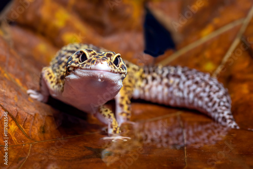 Tableau sur toile a leopard gecko among the leaf litter